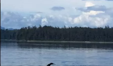 whale sighting!