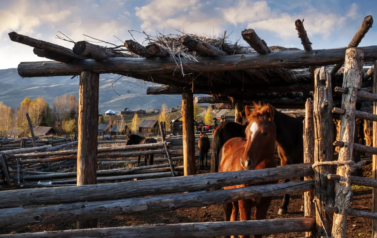 Horses at an estancia