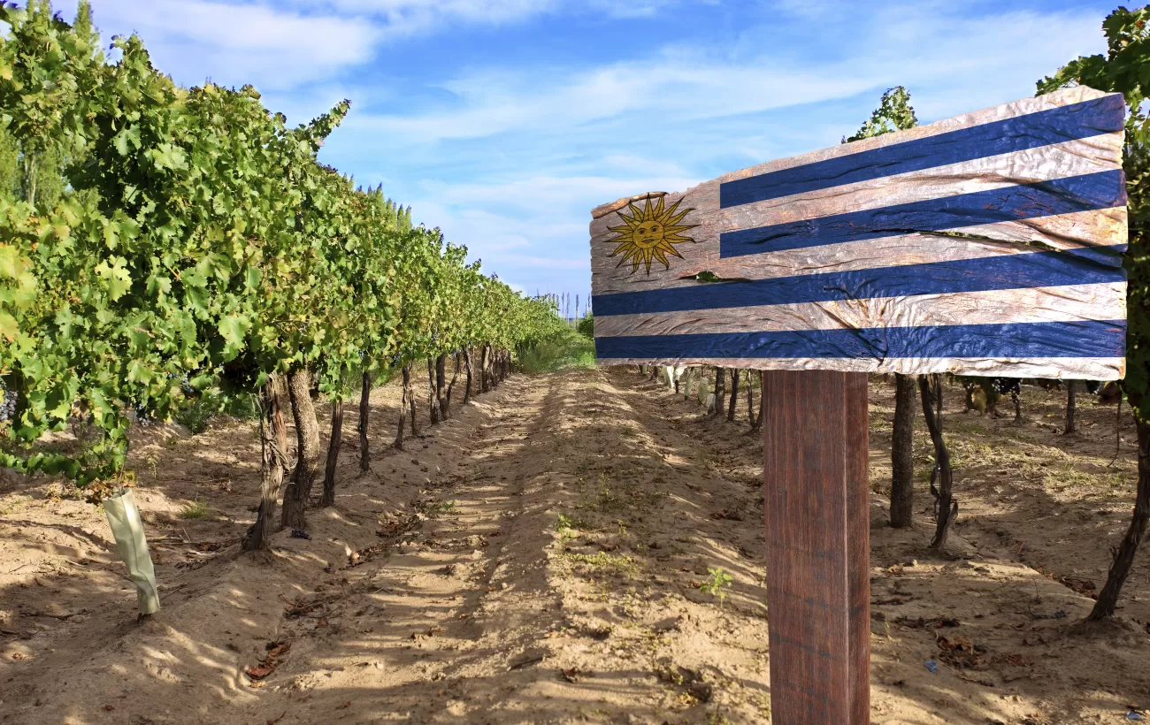 Vineyard in Uruguay