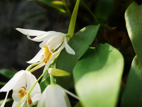 One of Kinabalu National Park's 1,000 orchid species, Coelogyne sp.