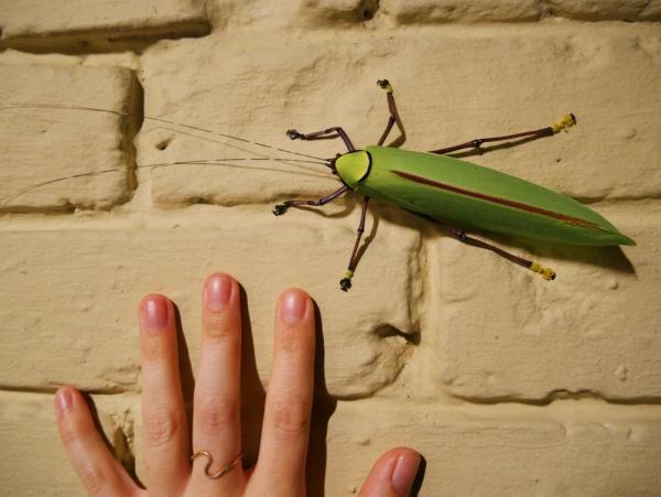 This leaf bug found his way to my cabin door at Sutera Hill Lodge inside Kinabalu National Park