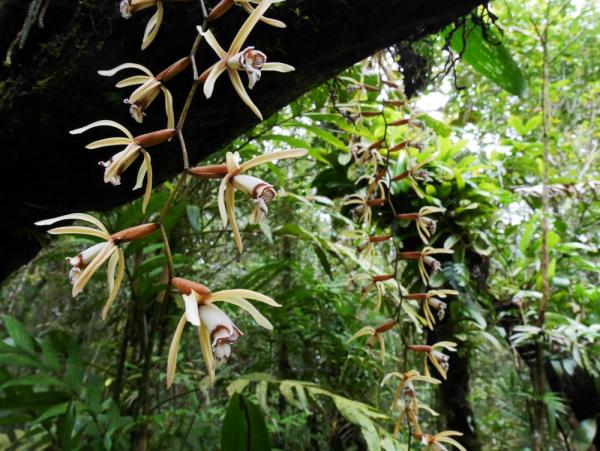 A necklace orchid gracefully spilling over a dead log along the trail in Kinabalu National Park