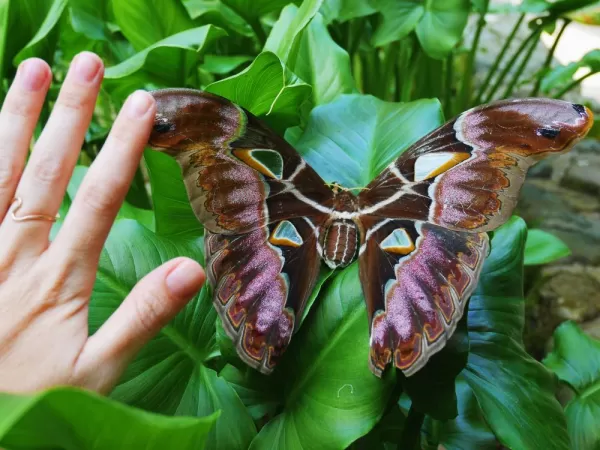 The world's largest moth, Atlas atticus
