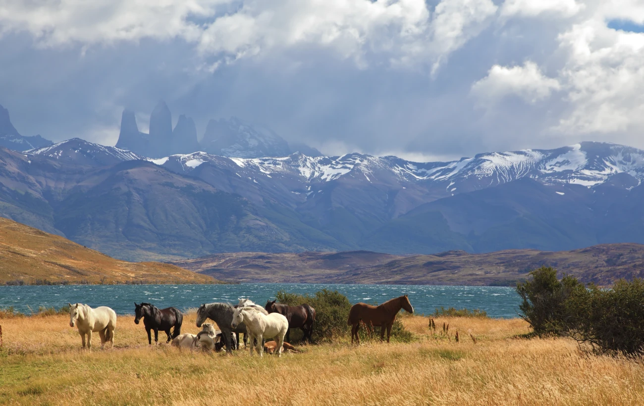 Horses at Laguna Azul