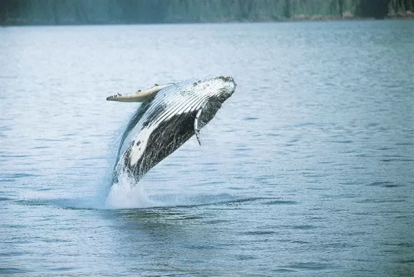 A humpback breaches near the ship