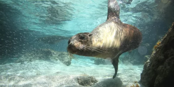 Curious sea lion during a snorkeling outing