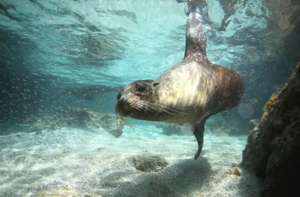 Curious sea lion during a snorkeling outing
