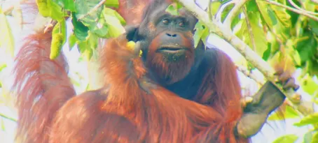 An orangutan enjoys his breakfast above the Sukau Rainforest Lodge in Borneo