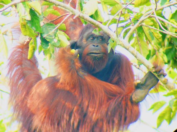 An orangutan enjoy's his breakfast above the Sukau Rainforest Lodge in Borneo