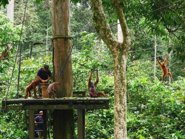 My first encounter with orangutans in Borneo!