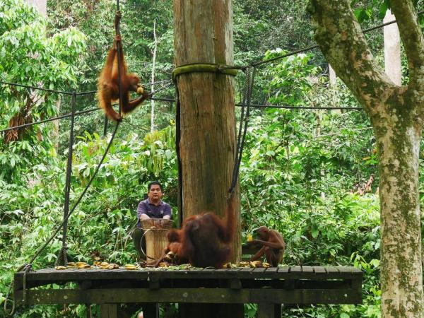 Orangutans go ape for bananas at the Sepilok Orangutan Rehabilitation Center