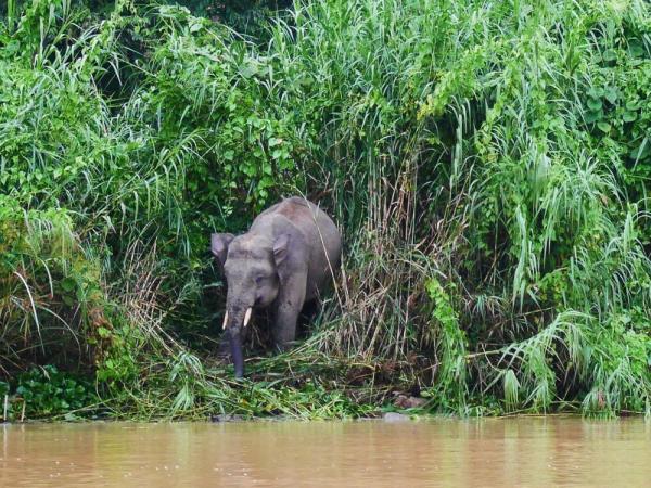 A male pygmy elephant grazes with the herd