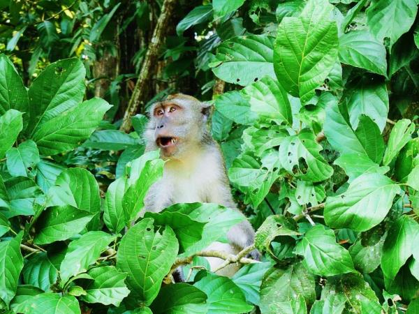 Long-tailed macaque