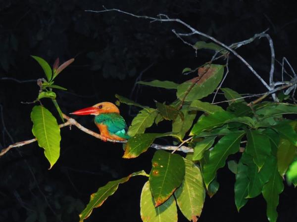 Stork-billed kingfisher