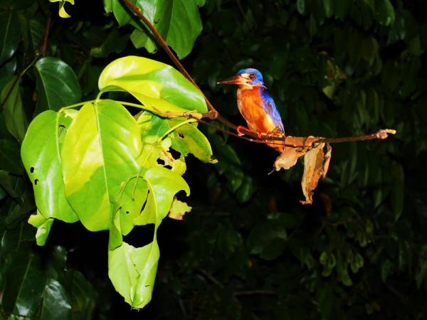 A blue-eared kingfisher on our night cruise