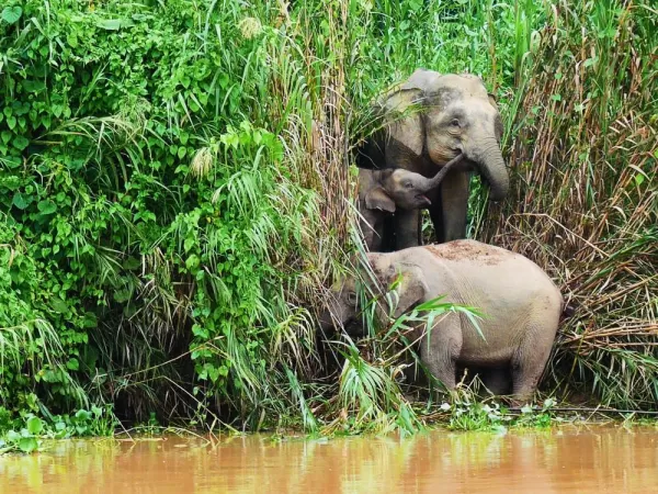 Bornean pygmy elephants looking cute by the river