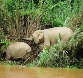 My first sighting of Bornean pygmy elephants!
