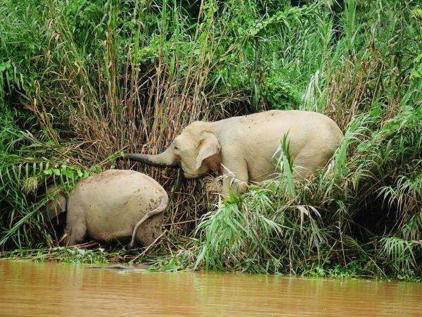 My first sighting of Bornean pygmy elephants!