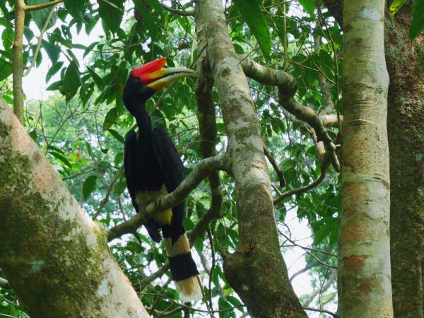 Finally close enough to a rhinoceros hornbill to get a picture!