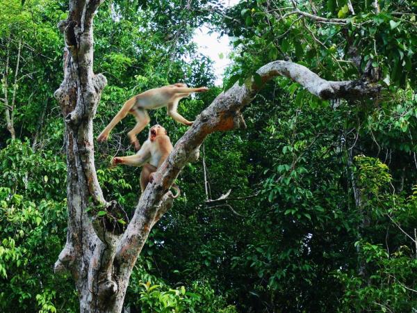 Pig-tailed macaques fight for the top of the tree
