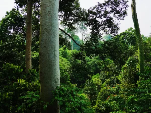 Borneo's lowland dipterocarp forest
