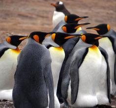 Falkland Islands