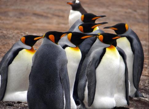 Falkland Islands