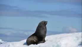 Lone sea lion