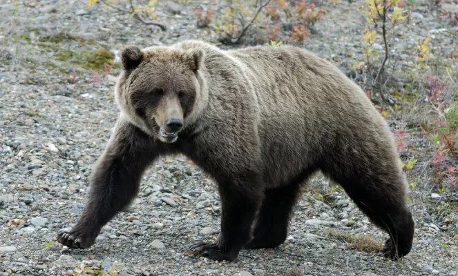 Grizzly bear at Camp Denali & North Face Lodge
