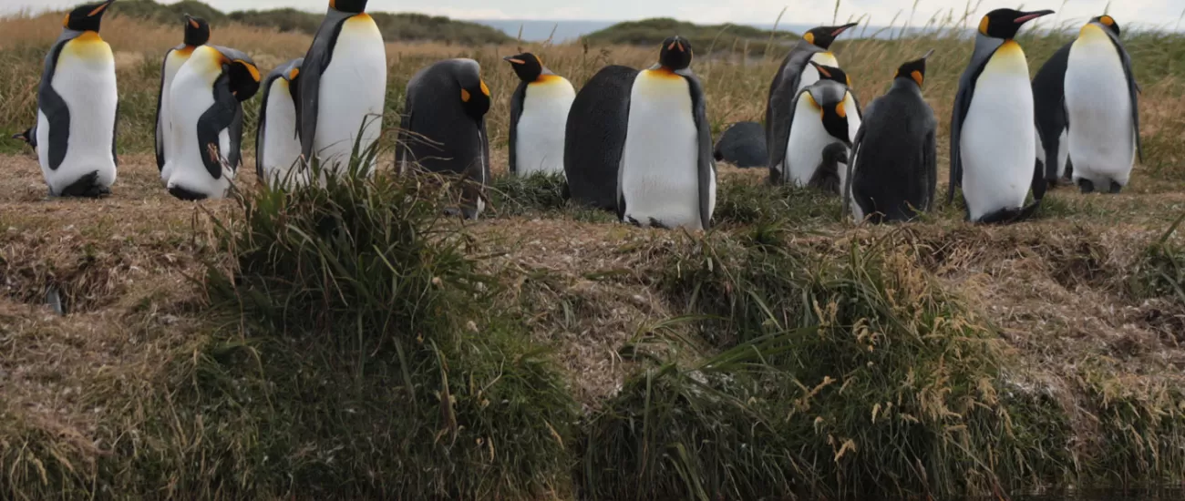 Parque Penguino Rey, King Penguins
