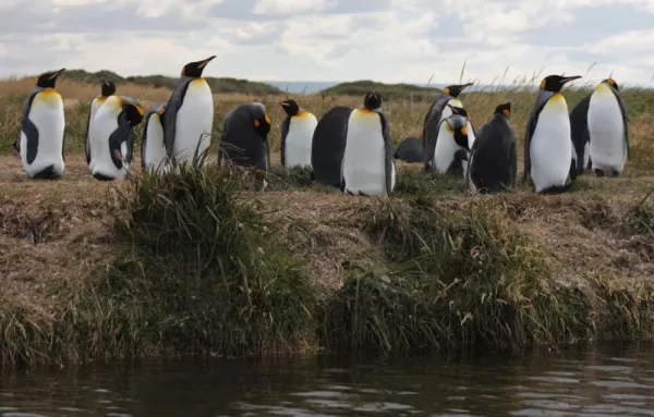 Parque Penguino Rey, King Penguins