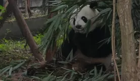 Panda in China!