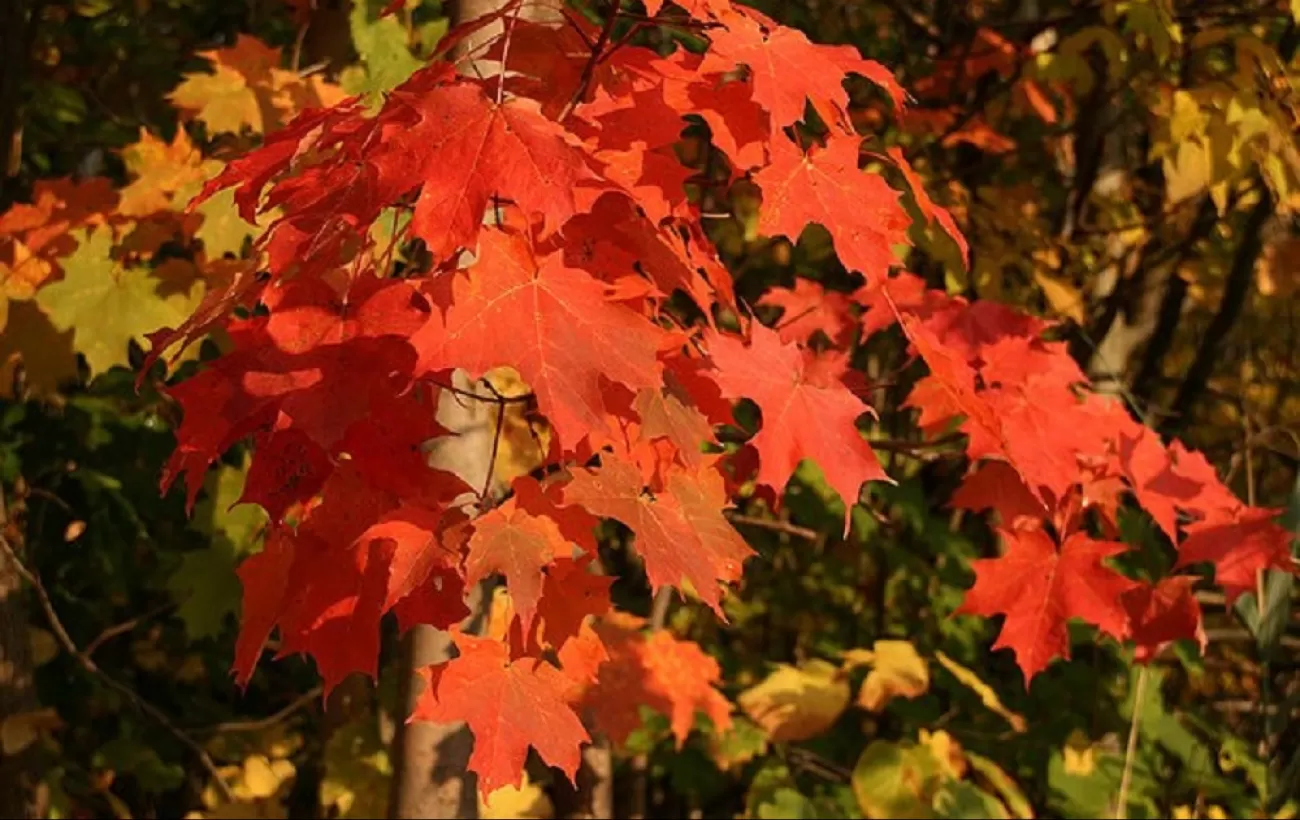 How to see New England in autumn