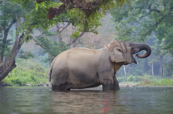 Elephant playing in the river