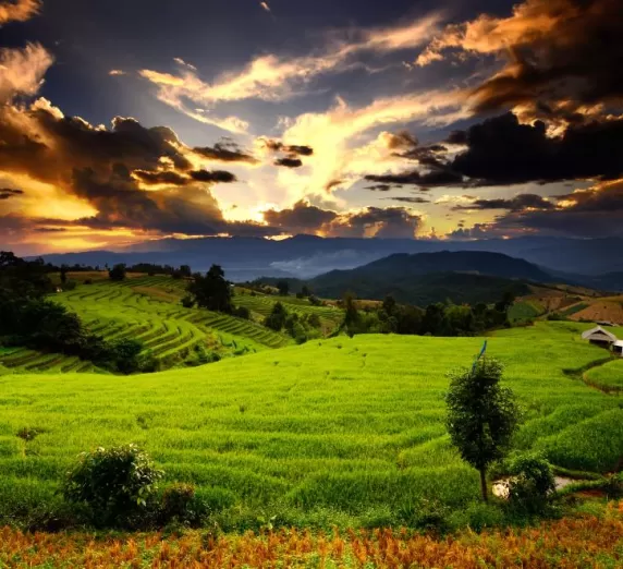 Scenic rice field in Vietnam
