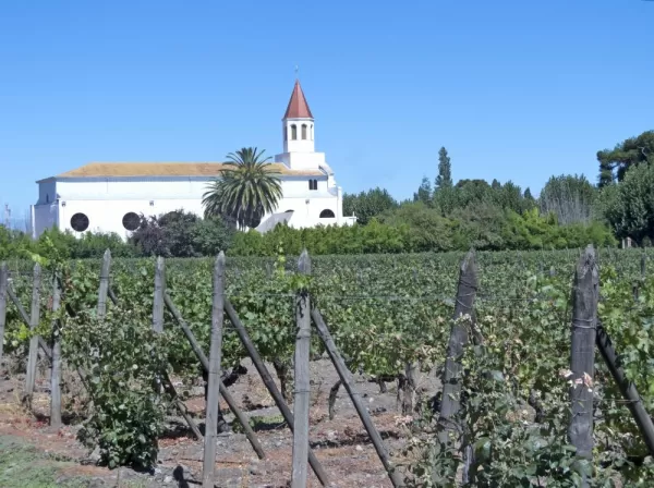 Vineyard in Maipo Valley, Chile