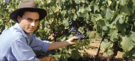 Personal tours of vineyards