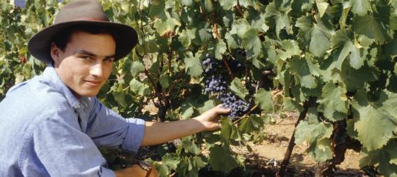 Personal tours of vineyards