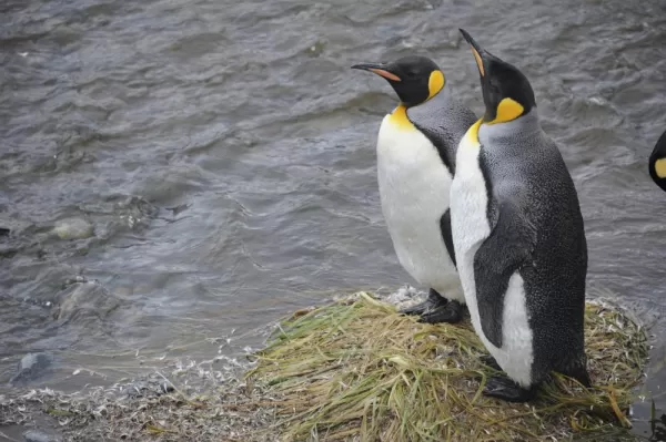King Penguins in Chile