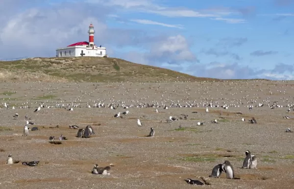 Magdalena Island lighthouse and penguin colony