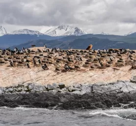 Wildlife on Beagle Channel, Tierra del Fuego