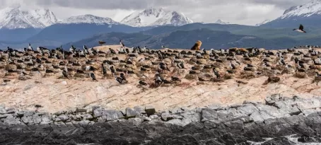 Wildlife on Beagle Channel, Tierra del Fuego