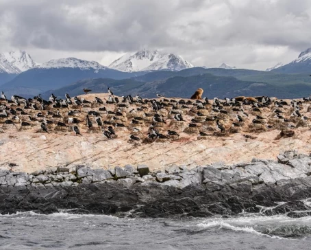 Wildlife on Beagle Channel, Tierra del Fuego