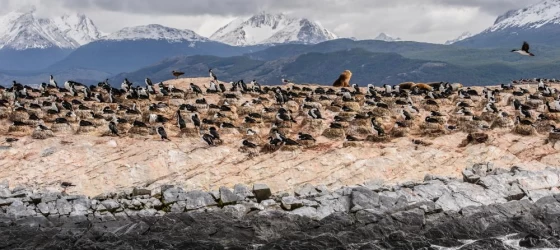 Wildlife on Beagle Channel, Tierra del Fuego