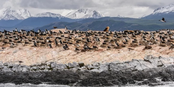 Wildlife on Beagle Channel, Tierra del Fuego