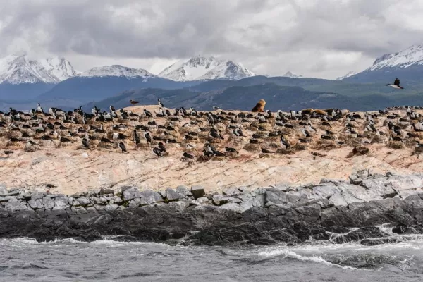 Wildlife on Beagle Channel, Tierra del Fuego