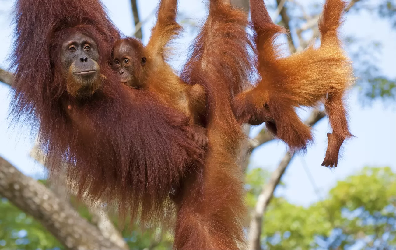 Orangutans in Borneo, Indonesia