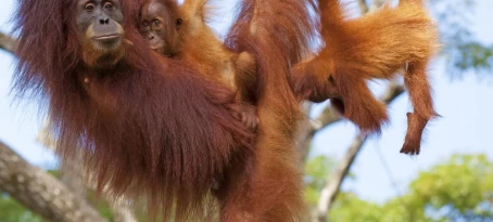 Orangutans in Borneo, Indonesia