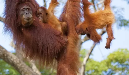Orangutans in Borneo, Indonesia