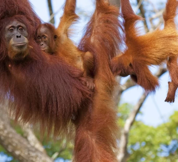 Orangutans in Borneo, Indonesia